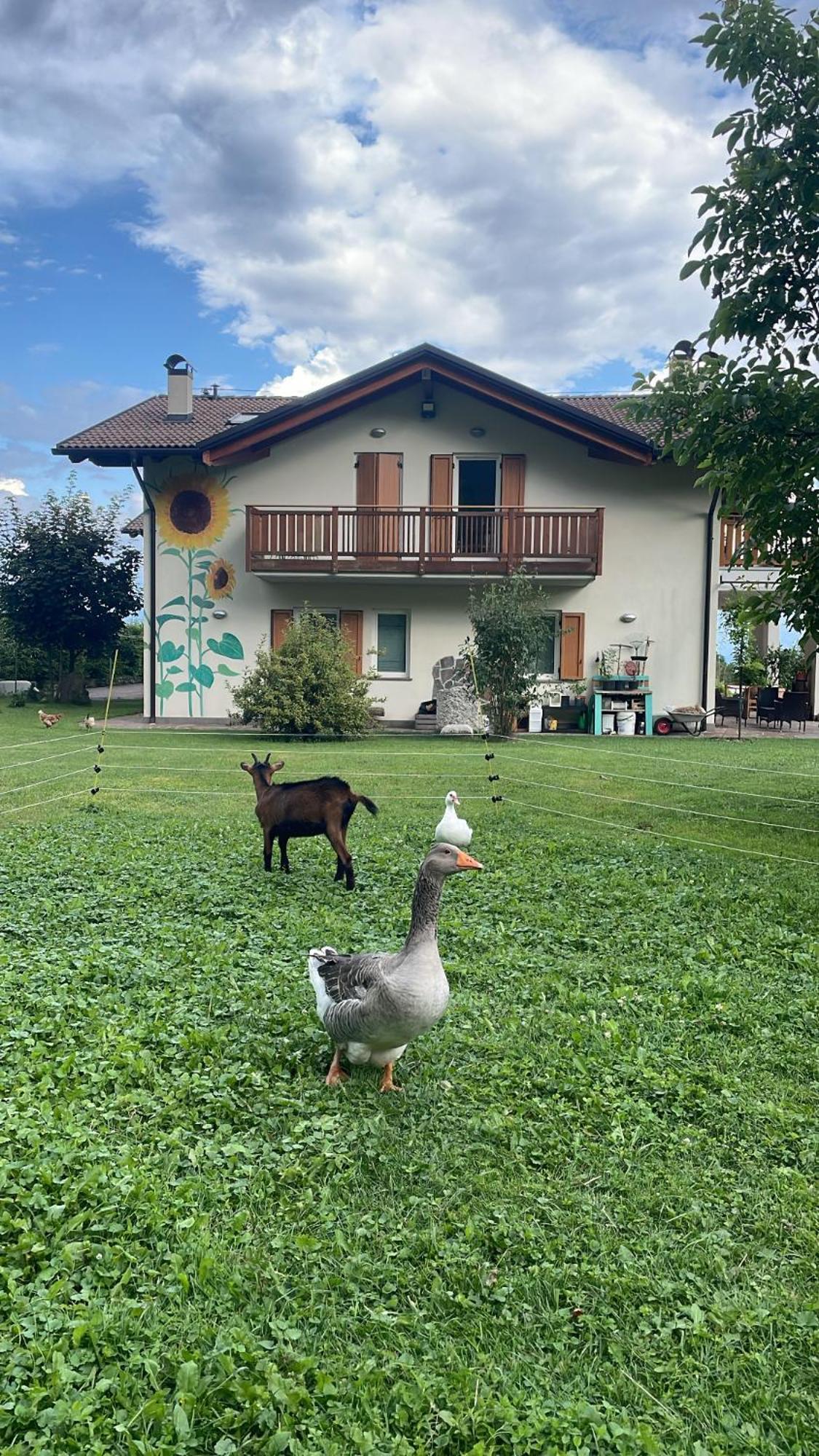 Agriturismo Girasole Fai della Paganella Zewnętrze zdjęcie