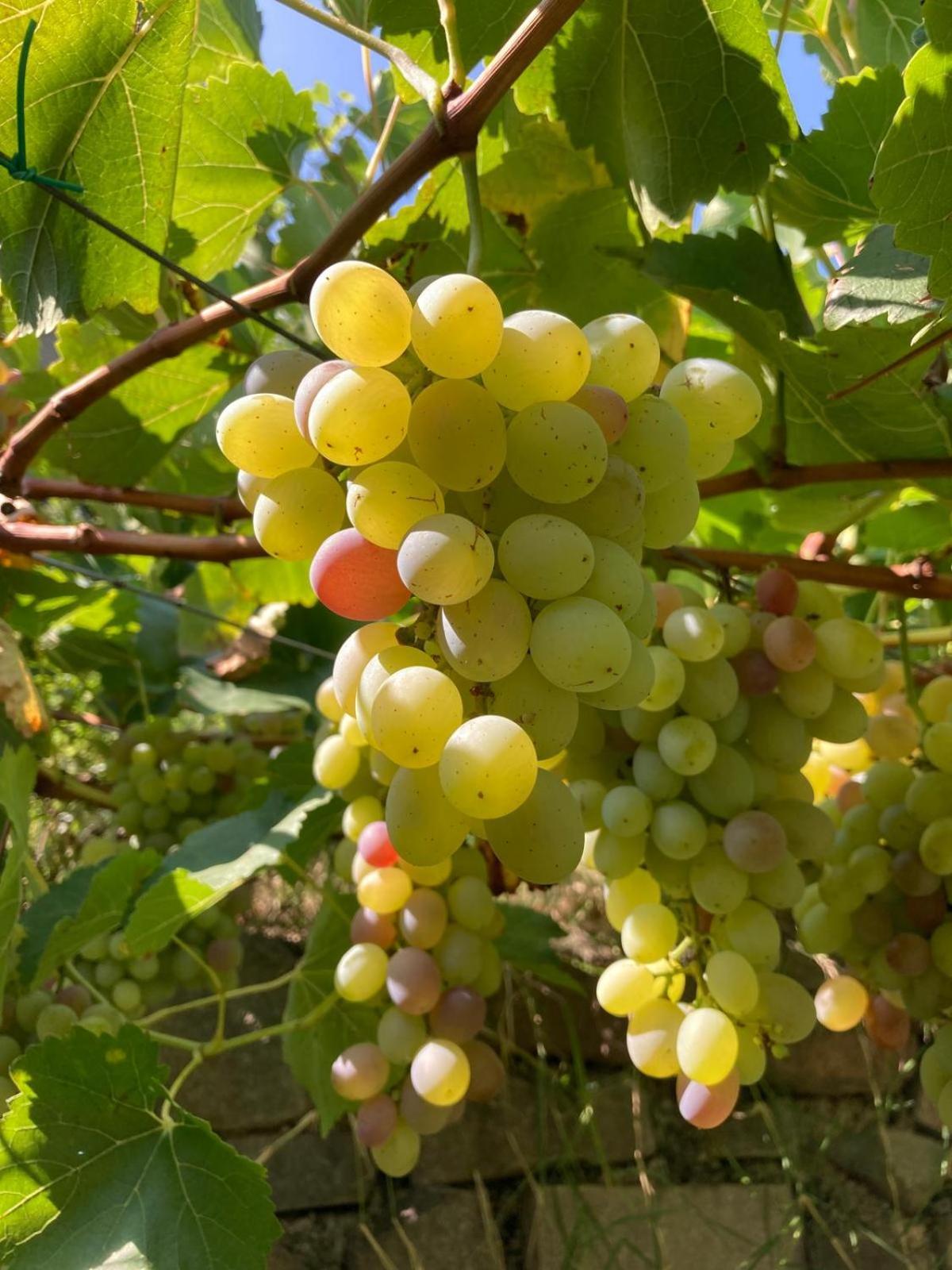 Agriturismo Girasole Fai della Paganella Zewnętrze zdjęcie